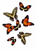 7x10demodocus20dec05