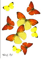 WEBSITE 7x10x3 designes